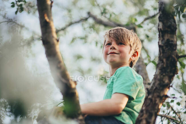 Портрет хлопчика, що сидить на яблуні — стокове фото