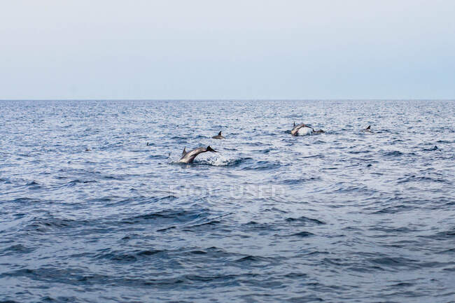 Vista panoramica dei delfini che saltano nell'Oceano Atlantico, Algarve, Portogallo — Foto stock