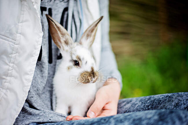 Primer plano de un conejo sentado en el regazo de una chica - foto de stock