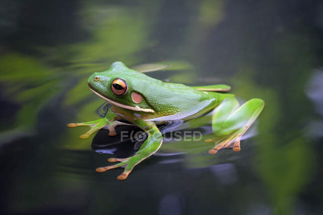 Laubfrosch in einem Teich, Nahaufnahme — Stockfoto