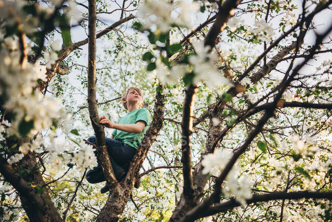 Bambino felice scalare un albero di mele — Foto stock