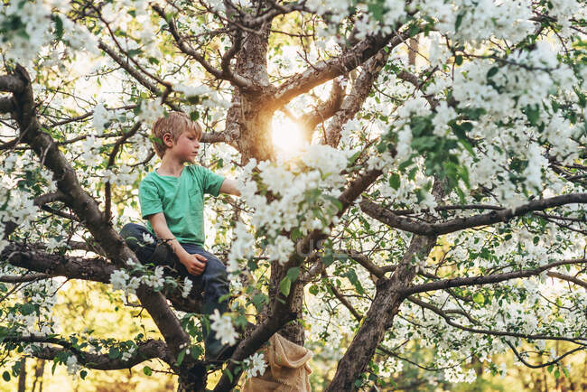 Little boy climbing an apple tree — Stock Photo