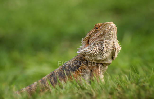 Dragão barbudo, vista de perto, foco seletivo — Fotografia de Stock