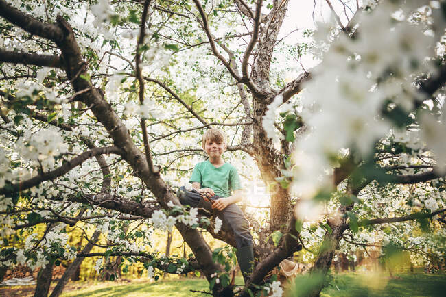Мальчик взбирается на яблоню — стоковое фото