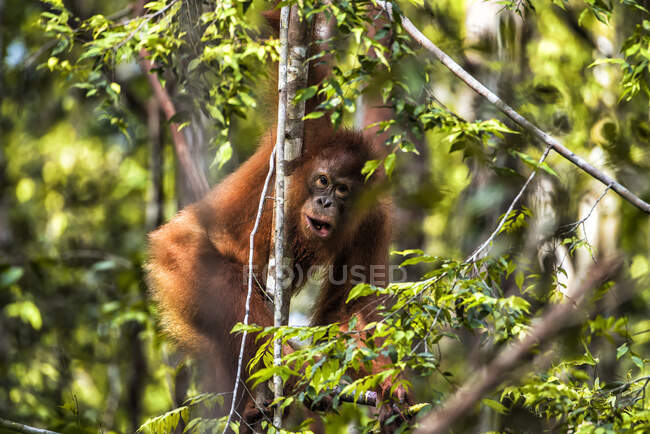 Bebé orangután en un árbol, Borneo, Indonesia - foto de stock