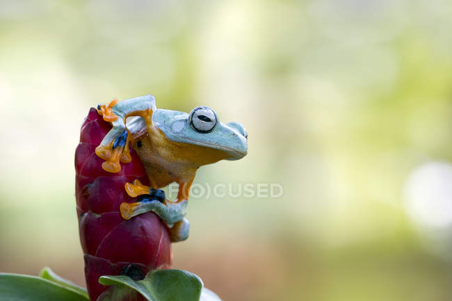 Javan tree frog on a flower, closeup view — Stock Photo