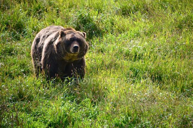 Известный коричневый медведь гризли в дикой природе ходить по зеленой траве — стоковое фото