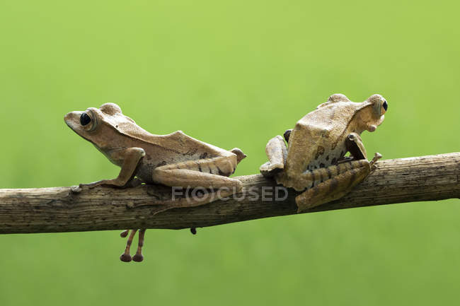 Two Eared tree frogs, closeup view — Stock Photo