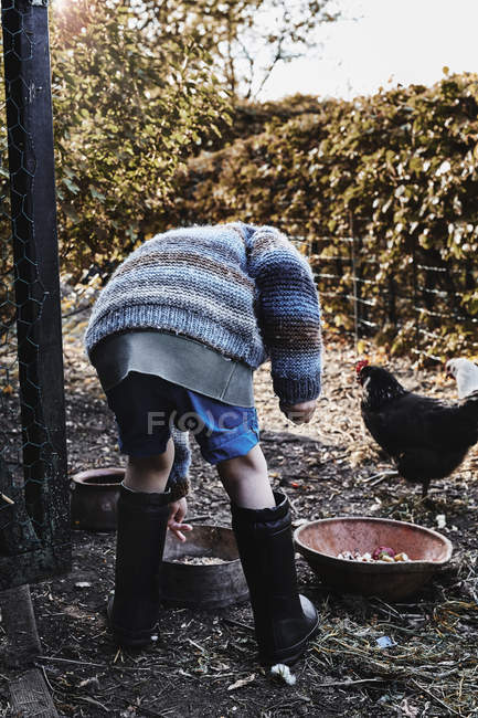 Niño alimentando pollo en el jardín - foto de stock