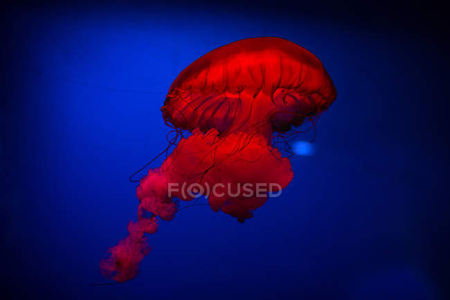 Água-viva vermelha contra um fundo azul — Fotografia de Stock