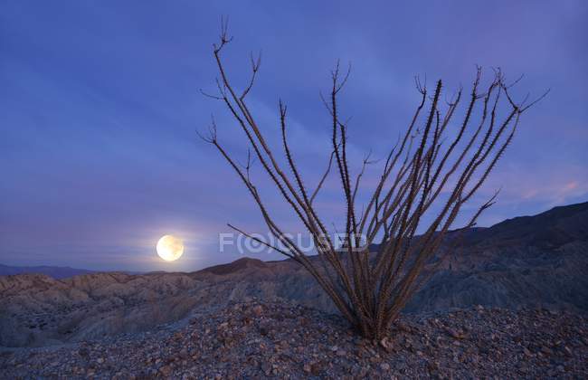 L'aumento ed il Cactus ocotillo luna piena, Anza-Borrego Desert State Park, California, America, Usa — Foto stock