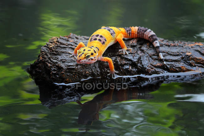 Leopard gecko on a rock, closeup view, selective focus — Stock Photo