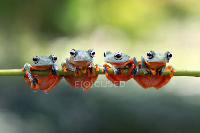Four Javan tree frogs sitting on a plant, closeup view — Stock Photo