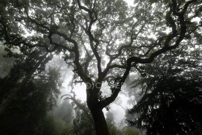 Низкий угол обзора деревьев в лесу в тумане, Синтра, Португалия — стоковое фото