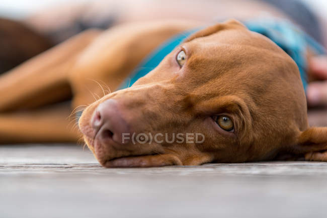 Masculino vizsla cachorro cão deitado no chão — Fotografia de Stock