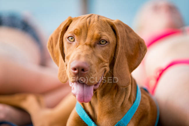 Porträt eines männlichen viszla Hundes am Strand mit einem Paar — Stockfoto