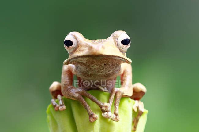 Javan tree frog on a plant, closeup view against blurred background — Stock Photo