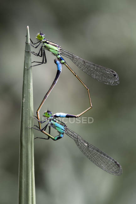 Vista de cerca de dos libélulas apareamiento, borrosa - foto de stock