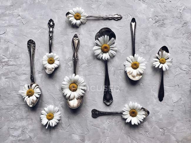 Closeup view of Daisies and silver spoons — Stock Photo
