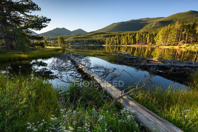 Vista panorámica del árbol caído, Sprague Lake, Estes Park, Colorado, América, EE.UU. - foto de stock