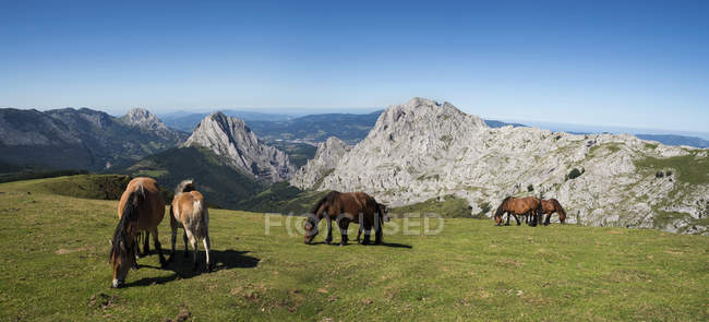 Vue panoramique sur le pâturage des chevaux, Parc national d'Urkiola, Gascogne, Pays basque, Espagne — Photo de stock