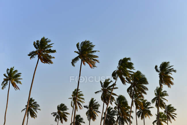 Palme contro un cielo blu, Zanzibar, Tanzania — Foto stock