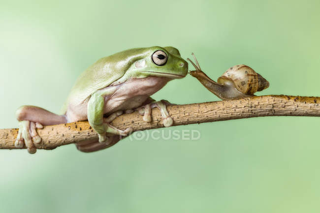 Grenouille et un escargot sur une branche, vue rapprochée — Photo de stock