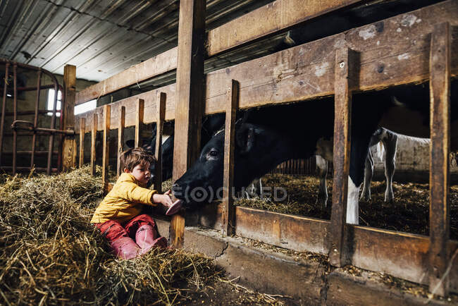Vaca em um celeiro lambendo a mão de um menino — Fotografia de Stock
