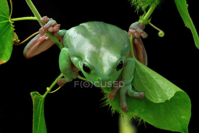 Dumpy tree frog on a plant, closeup view — Stock Photo