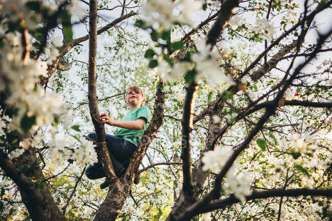 Little Boy climbing an apple tree — Stock Photo