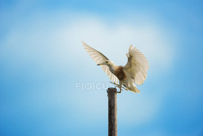 Heron pouso na árvore de bambu contra o céu azul — Fotografia de Stock