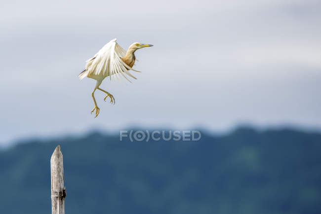 Side view of Heron taking off, against blurred background — Stock Photo