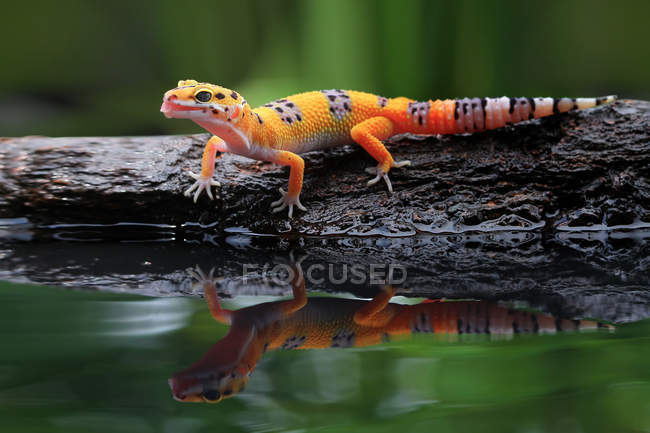 Gecko léopard sur une roche réfléchissant dans l'eau, vue rapprochée, mise au point sélective — Photo de stock