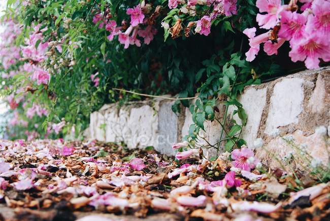 Blumen und Herbstblätter auf dem Boden — Stockfoto