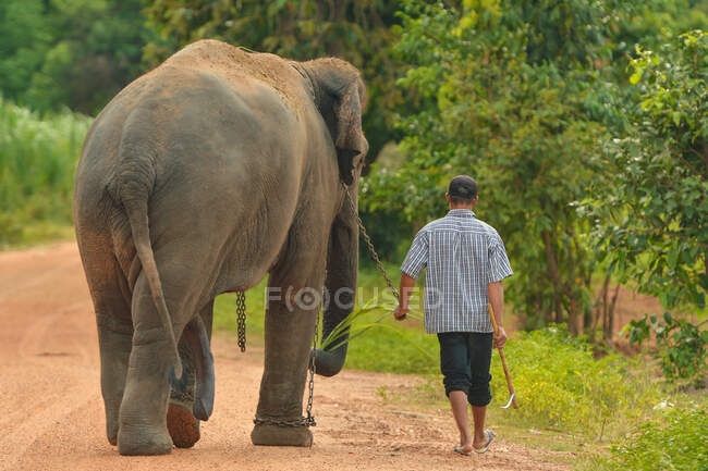 Rear view of man and elephant — Stock Photo