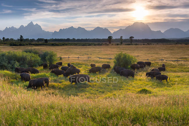 Vista panorámica del pastoreo de bisonte, Moran, Parque Nacional Grand Teton, Wyoming, América, EE.UU. - foto de stock