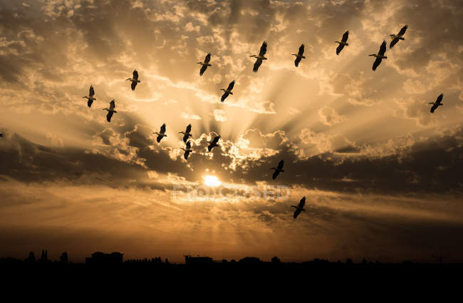 Manada de pelícanos volando al atardecer - foto de stock