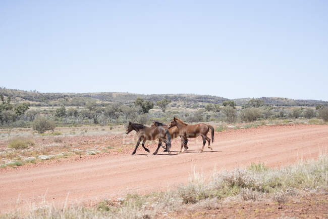 Tre cavalli selvatici, Brumby, Australia Occidentale, Australia — Foto stock