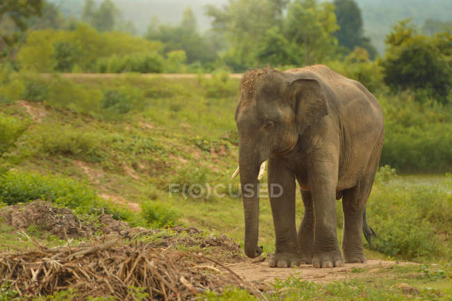Elefante joven en el paisaje rural, Tailandia - foto de stock
