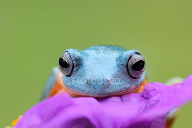 Portrait of a tree frog on a flower, closeup view — Stock Photo