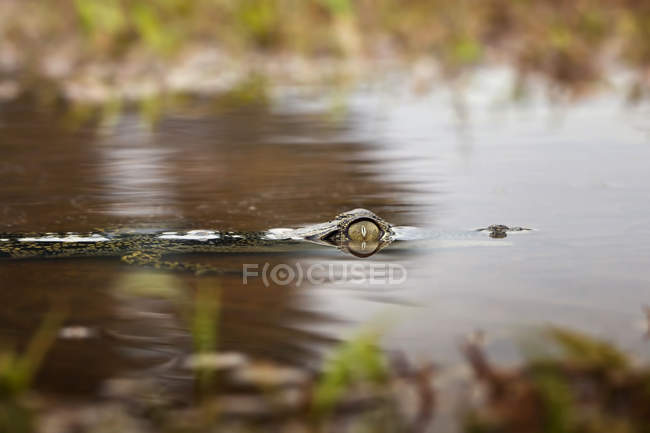 Tête de crocodile partiellement immergée dans la rivière — Photo de stock