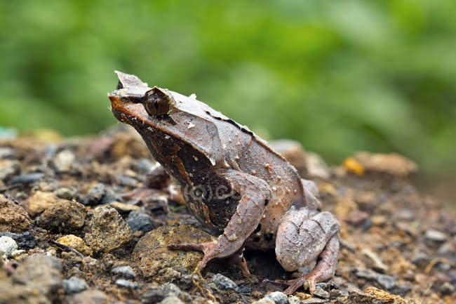 Niedlicher gehörnter Frosch, Nahaufnahme vor verschwommenem Hintergrund — Stockfoto