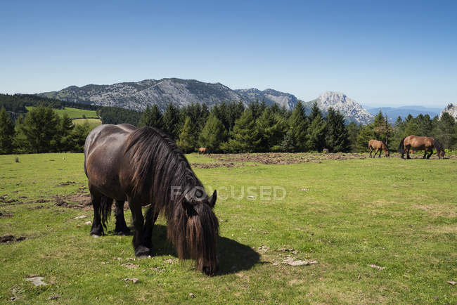Malerische Aussicht auf Pferde weiden, Urkiola Nationalpark, Biskaya, Baskenland, Spanien — Stockfoto