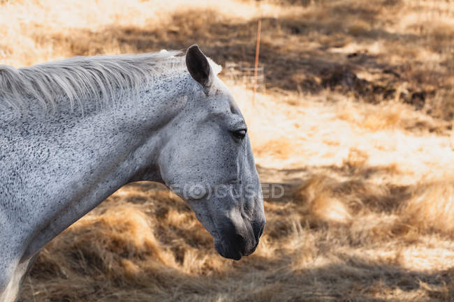 Вид сбоку на лошадь, стоящую в поле — стоковое фото