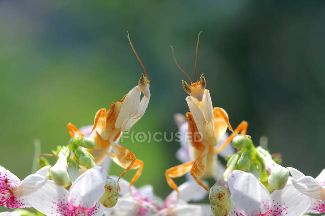 Dos mantis religiosa sobre flores de orquídea sobre fondo borroso - foto de stock