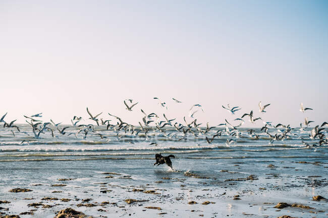 Cane che corre sulla spiaggia a caccia di uno stormo di uccelli, IJmuiden, Olanda — Foto stock