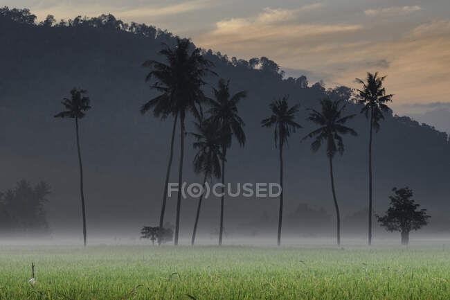 Palm trees at the tropical island. thailand — Stock Photo