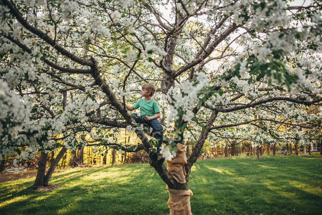 Boy climbing an apple tree on nature — Stock Photo