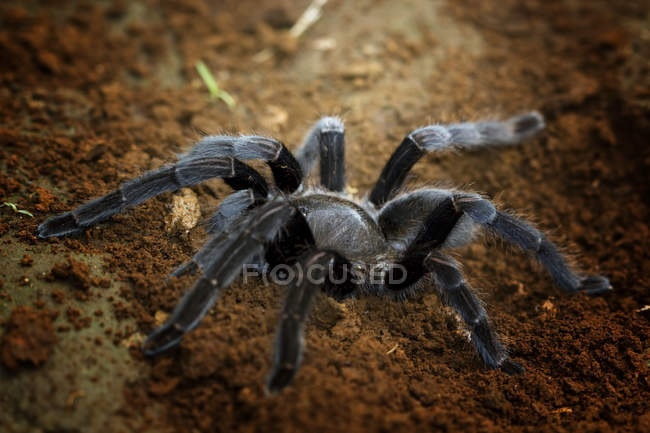Close-up view of a tarantula, selective focus — Stock Photo