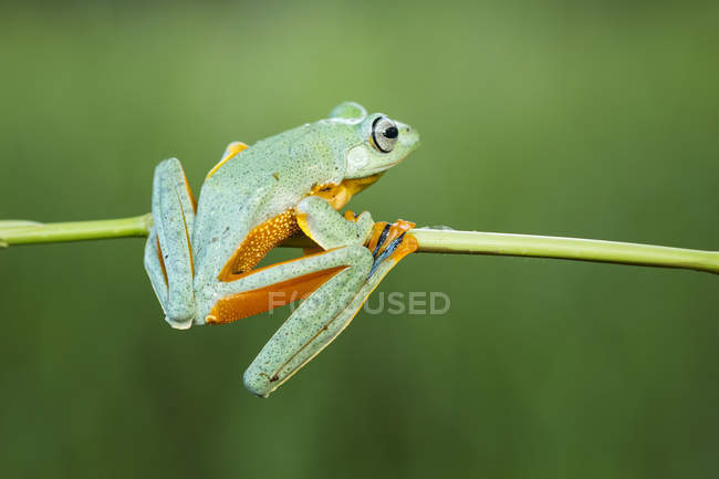 Javan tree frog on a plant, closeup view against blurred background — Stock Photo